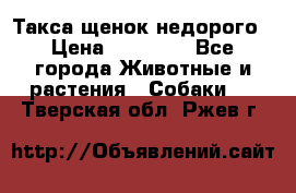 Такса щенок недорого › Цена ­ 15 000 - Все города Животные и растения » Собаки   . Тверская обл.,Ржев г.